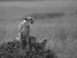 grass, Cheetah, Family