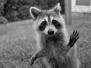 grass, raccoon, feet