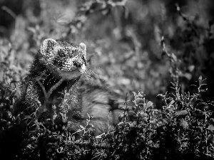 ferret, grass