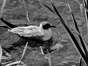 Floating, water, grass, seagull