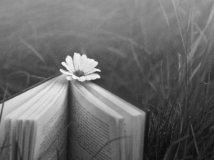 grass, Book, Flower