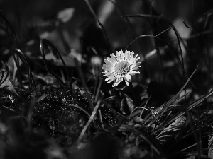 Colourfull Flowers, daisy, grass