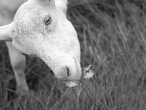 grass, goat, Flowers