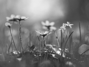 grass, Liverworts, Flowers