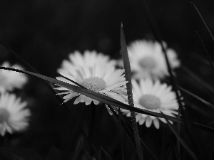 Flowers, Spring, grass, daisies