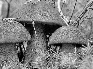 grass, mushrooms, forest