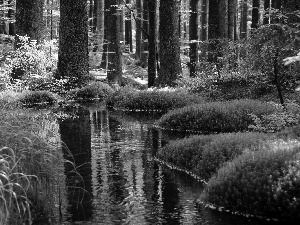 grass, River, forest