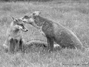 fox, grass