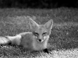 fox, grass