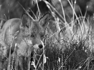 Fox, grass