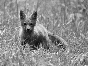 fox, grass