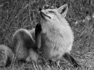 fox, grass