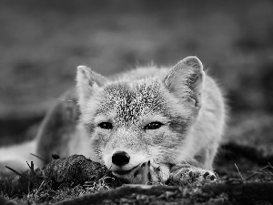 Fox, grass