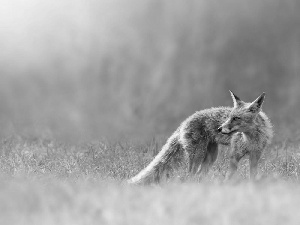 grass, ginger, Fox