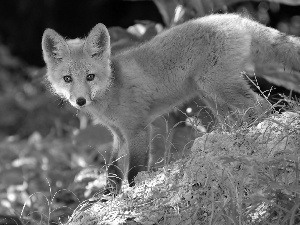 grass, ginger, fox