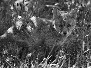 grass, young, fox