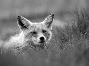 fox, grass