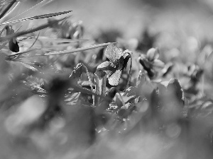 Spring, fragrant violets, grass