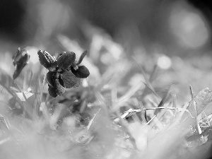 Spring, fragrant violets, grass