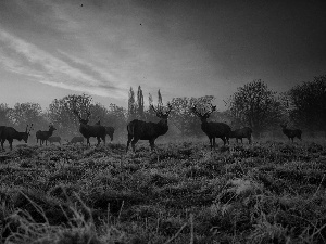 grass, White frost, sun, Deer, east