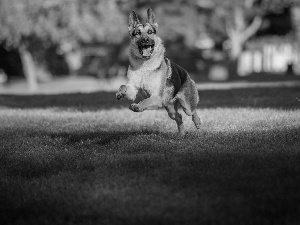 grass, dog, gear