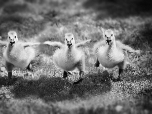 grass, geese, gear