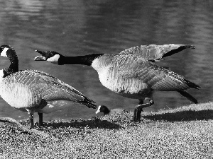 geese, water, grass, Steam