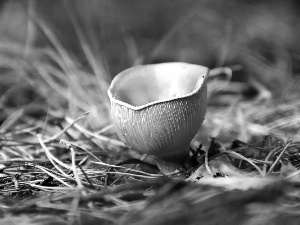 grass, Mushrooms, Gills