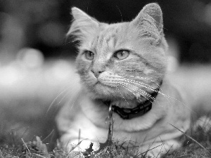 ginger, Meadow, grass, kitten