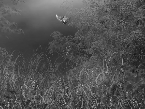 graphics, lilies, grass, butterflies