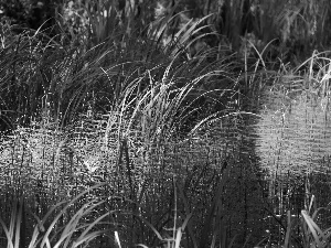 Plants, green ones, grass