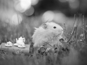 hamster, grass