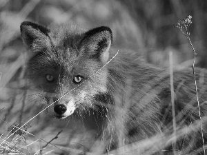 Head, blades, grass, Fox