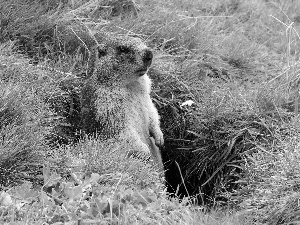 grass, whistler, hole