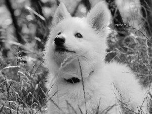 Samojed, Meadow, grass, Puppy