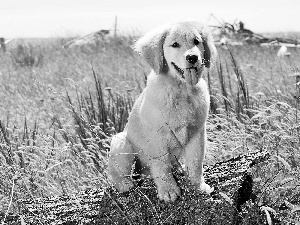 honeyed, Meadow, grass, Puppy