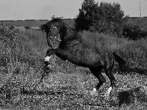 grass, Beatyfull, Horse