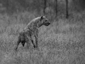 hyena, grass