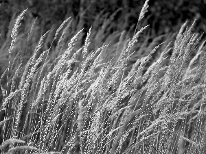 inflorescence, grass