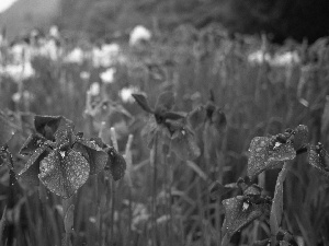 grass, purple, Irises