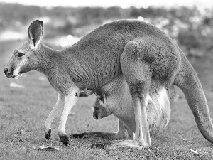 kangaroo, grass