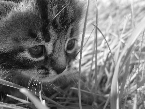 grass, honeyed, kitten