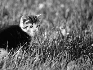 grass, small, kitten