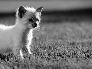 grass, small, kitten