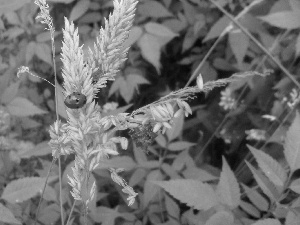 ladybird, Rising, grass, an