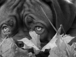 grass, dog, Leaf