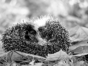 grass, hedgehog, Leaf