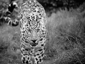 Leopards, Tounge, grass, mouth