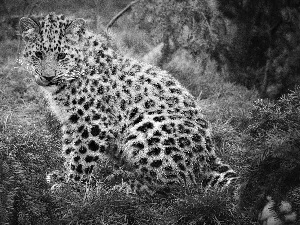Leopards, grass