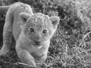 grass, small, Lion